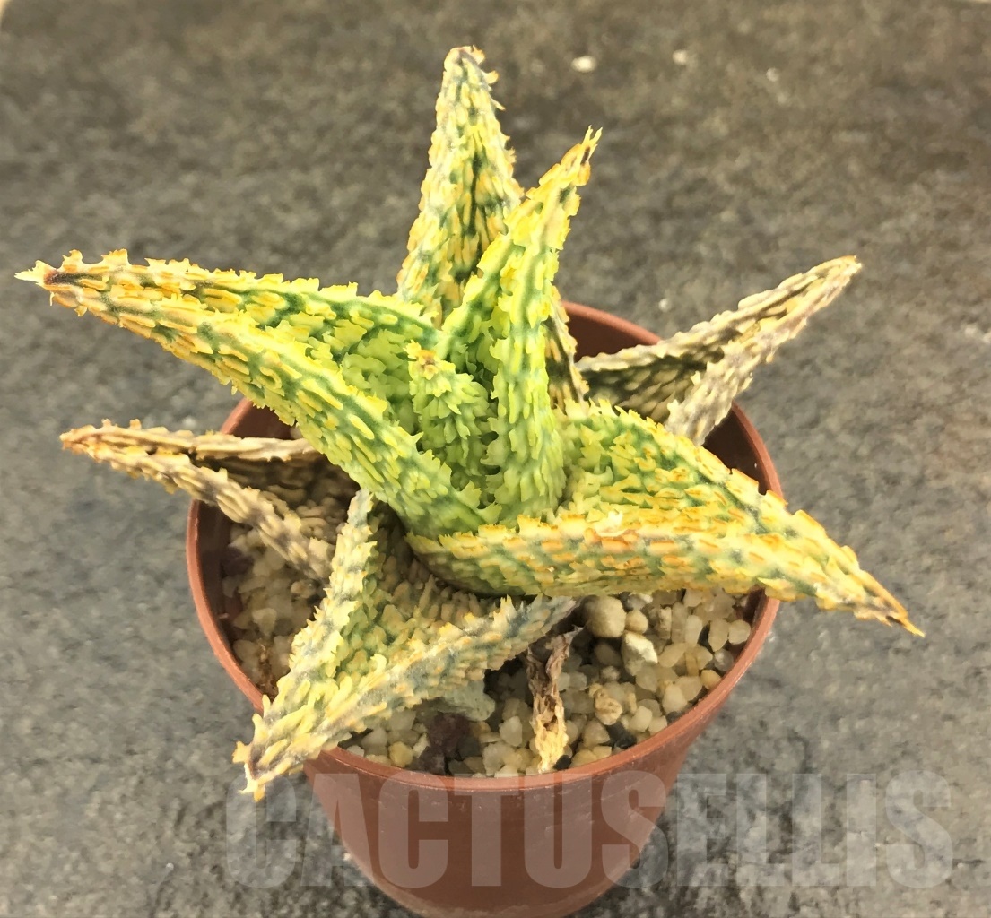 SHPR10418 Aloe hybrid