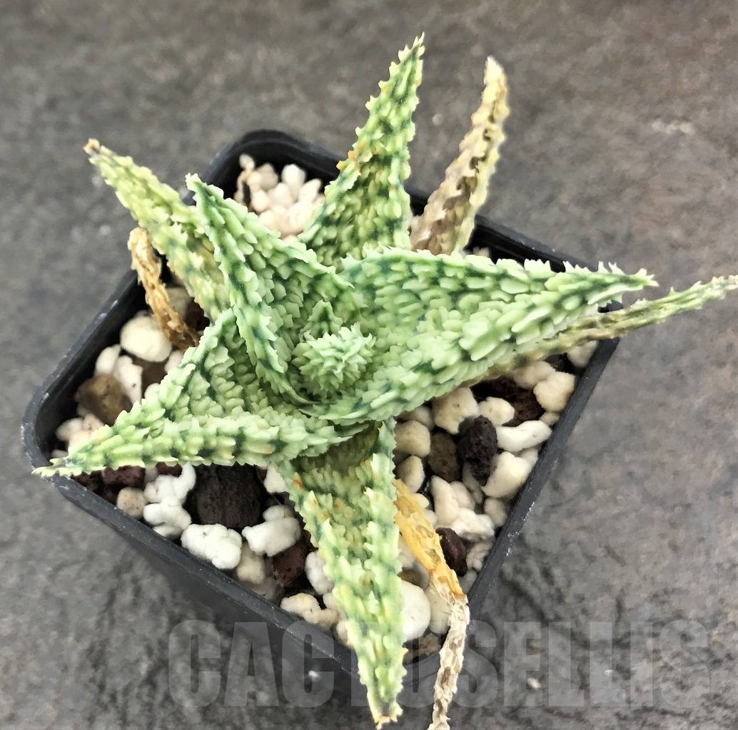 SHPR10420 Aloe hybrid