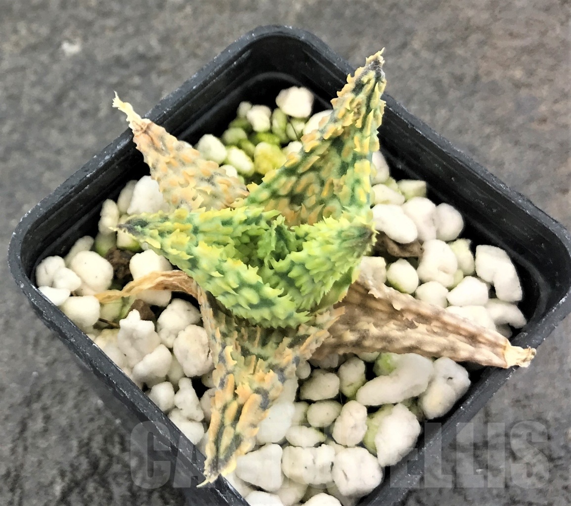 SHPR10421 Aloe hybrid