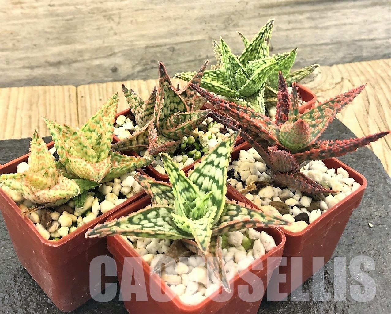 SET10 Aloe hybrid mix, 5 pcs - Image 2