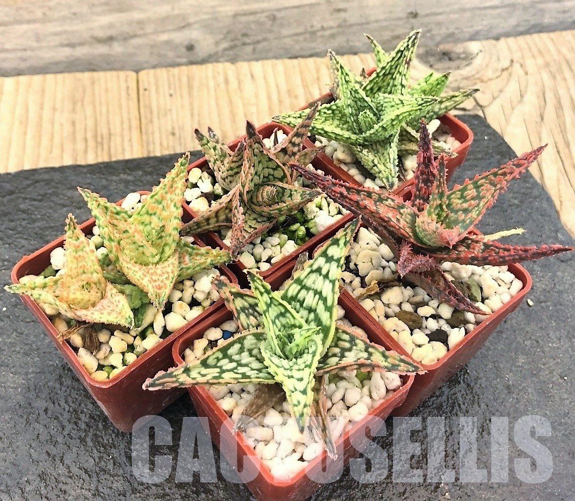 SET10 Aloe hybrid mix, 5 pcs