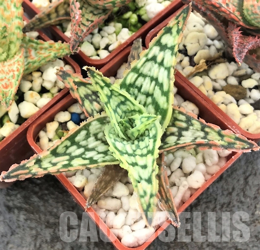 SET10 Aloe hybrid mix, 5 pcs - Image 3