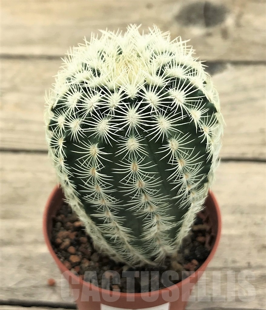 SHPR10422 Echinocereus reichenbachii v. albispinus, winter hard