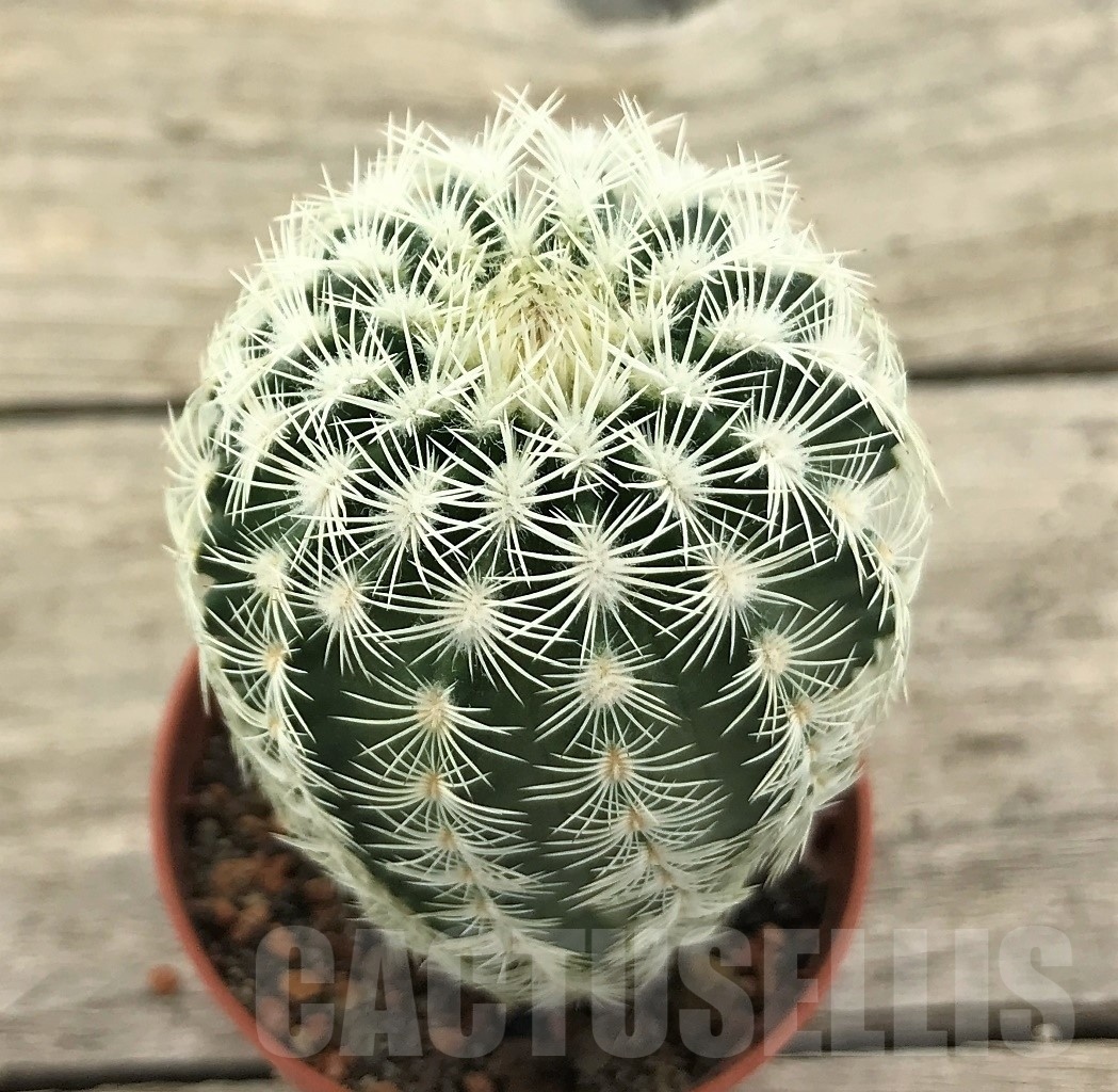 SHPR10422 Echinocereus reichenbachii v. albispinus, winter hard - Image 2