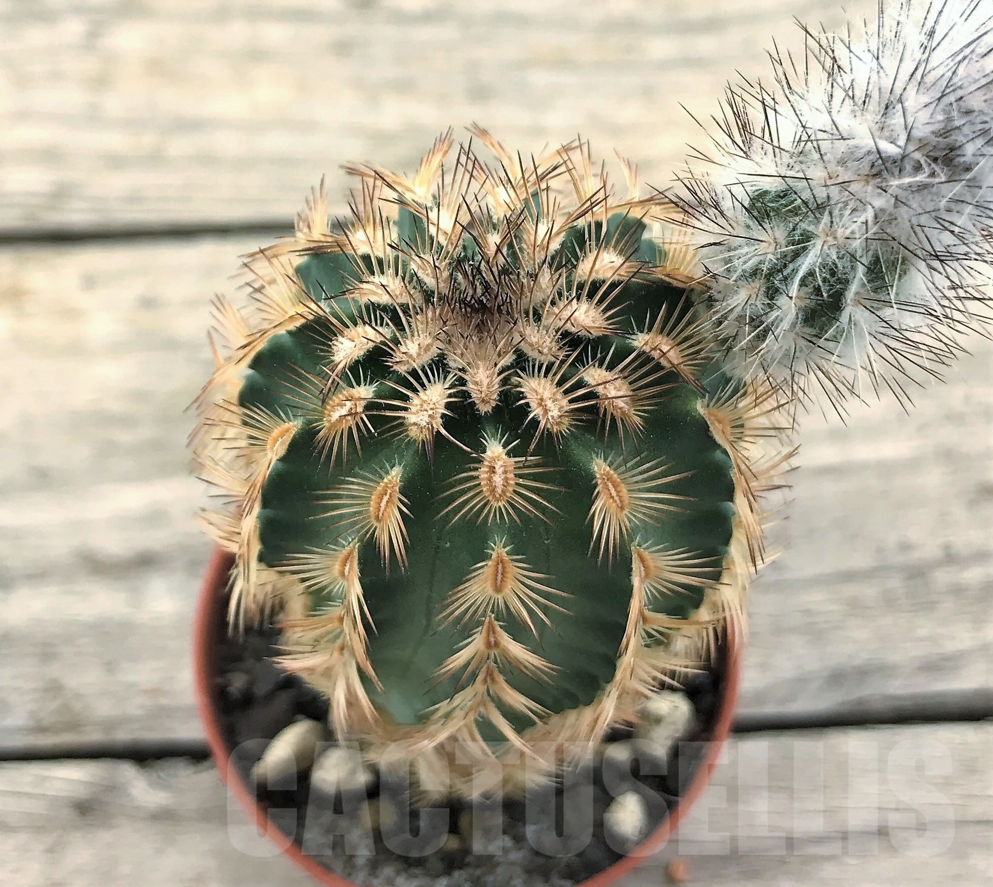 SHPR10423 Echinocereus reichenbachii, winter hard