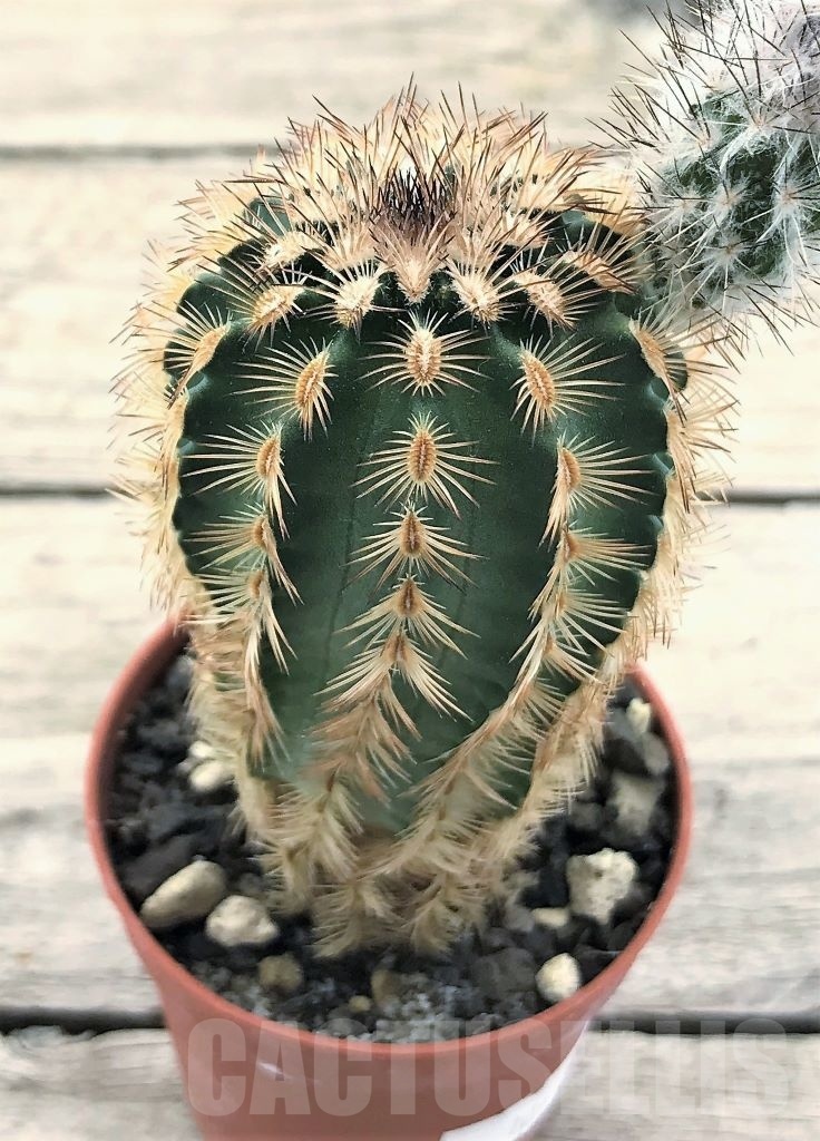SHPR10423 Echinocereus reichenbachii, winter hard - Image 2