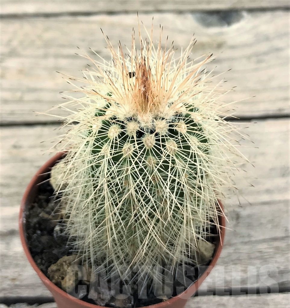 SHPR10424 Echinocereus reichenbachii ssp. baileyi DJF 1327, winter hard