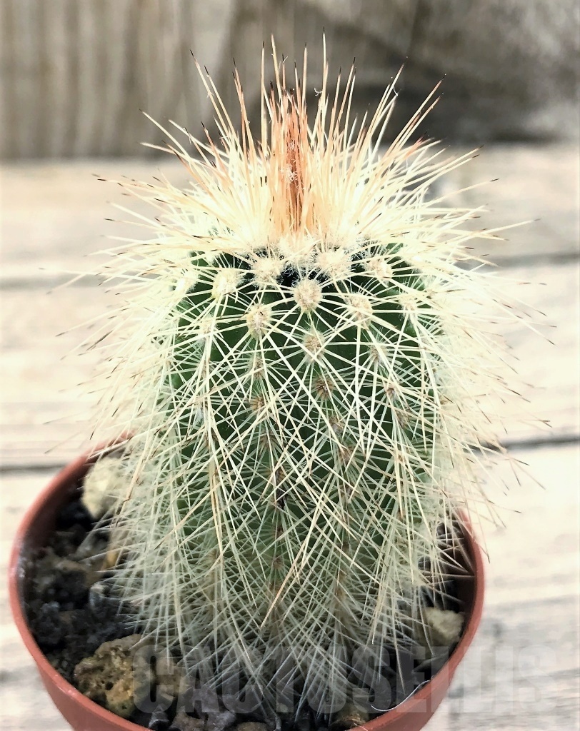 SHPR10424 Echinocereus reichenbachii ssp. baileyi DJF 1327, winter hard - Image 2
