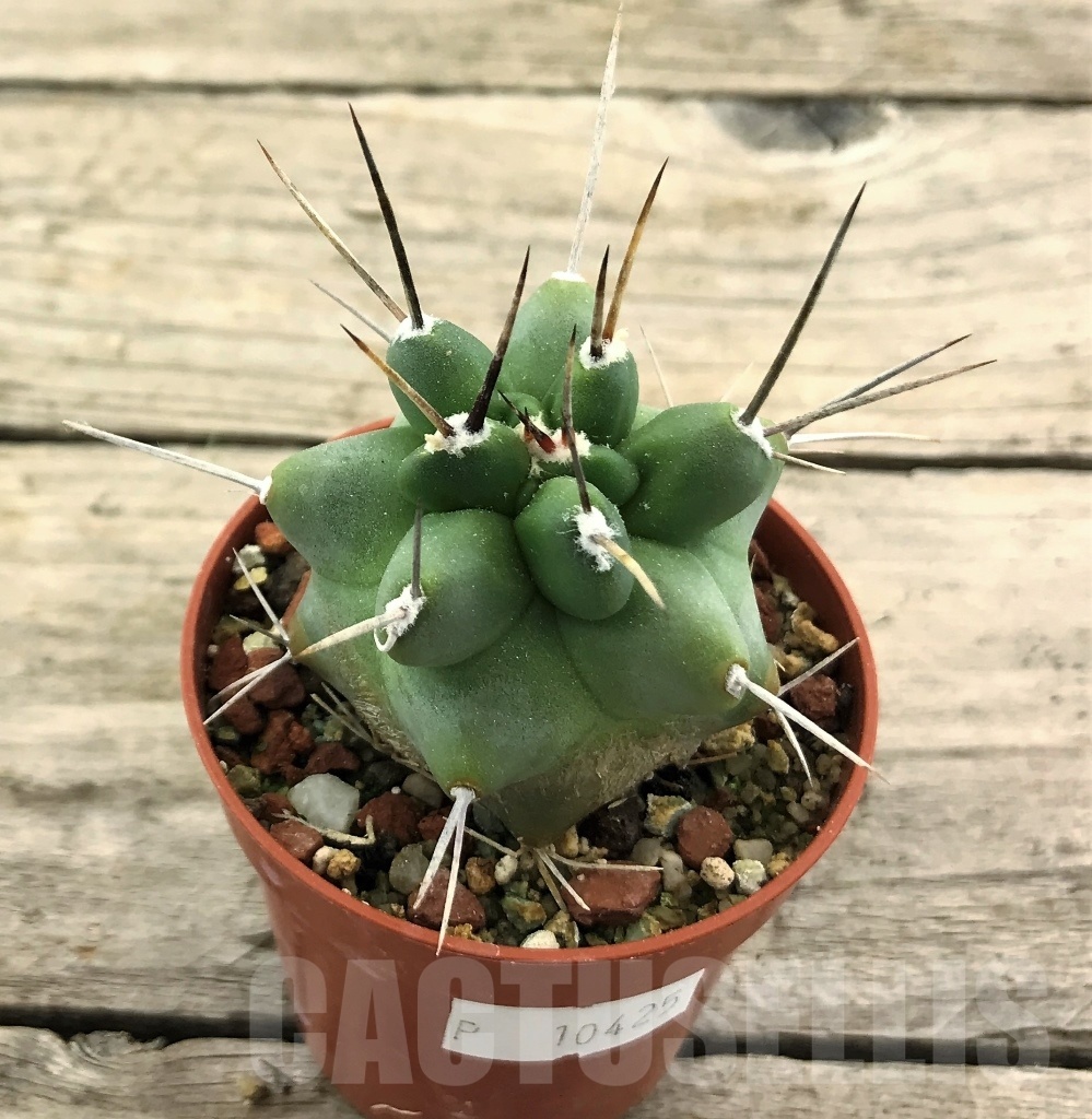 SHPR10425 Echinocereus triglochidiatus HK 374 Rio Puerco, winter hard