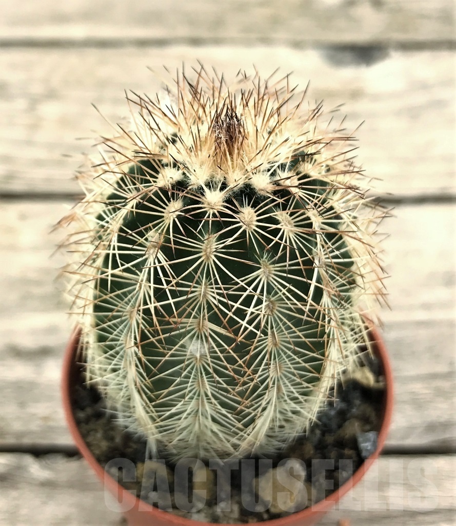 SHPR10426 Echinocereus baileyi hybrid, winter hard - Image 2