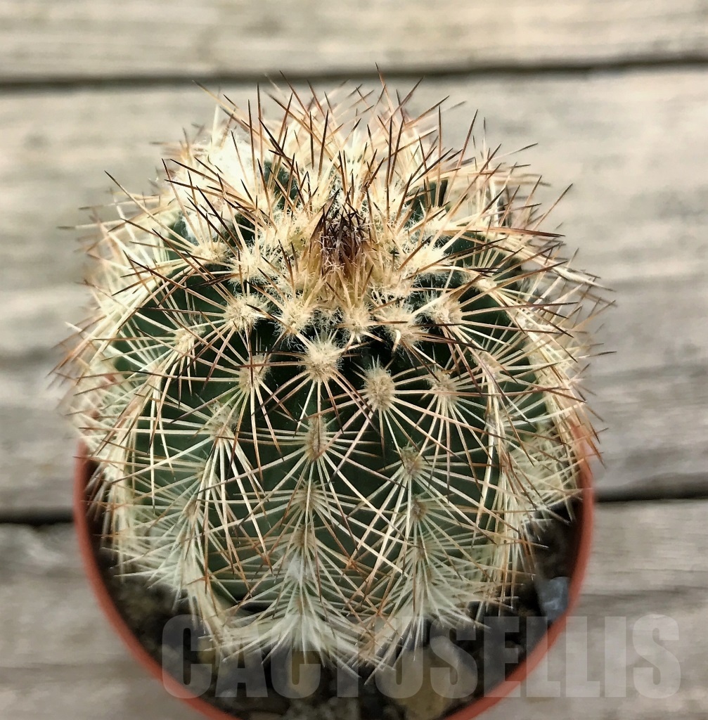 SHPR10426 Echinocereus baileyi hybrid, winter hard