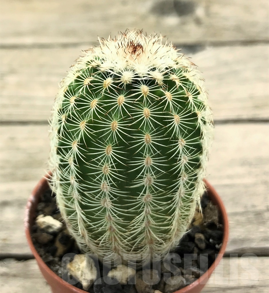 SHPR10428 Echinocereus reichenbachii SH, winter hard - Image 2