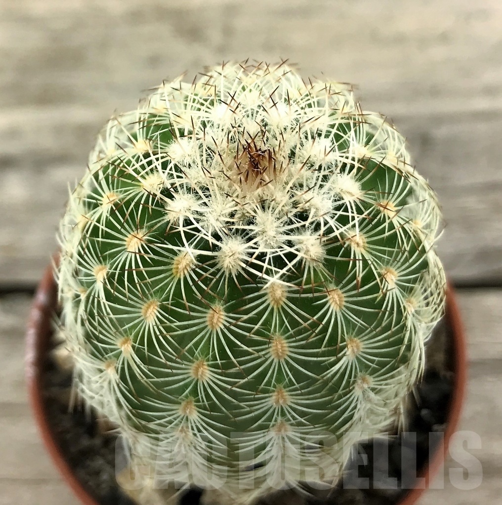 SHPR10428 Echinocereus reichenbachii SH, winter hard