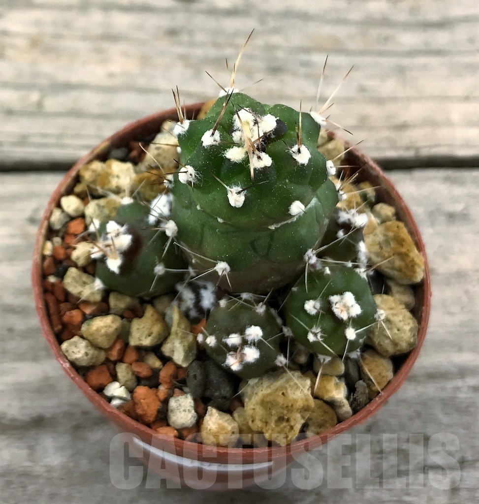 SHPR10429 Lobivia shaferi f. monstruosa