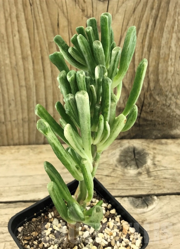 SHPR10430 Crassula Hobbit variegata - Image 2