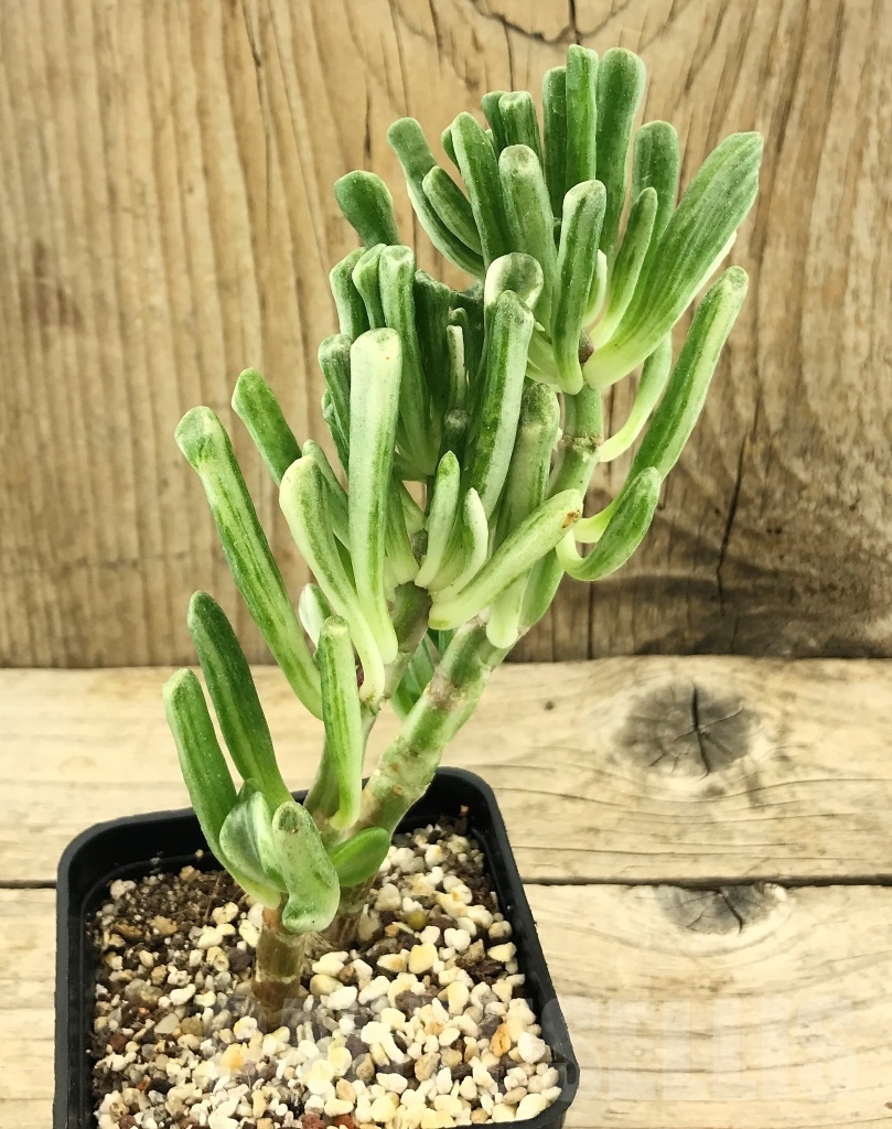 SHPR10430 Crassula Hobbit variegata