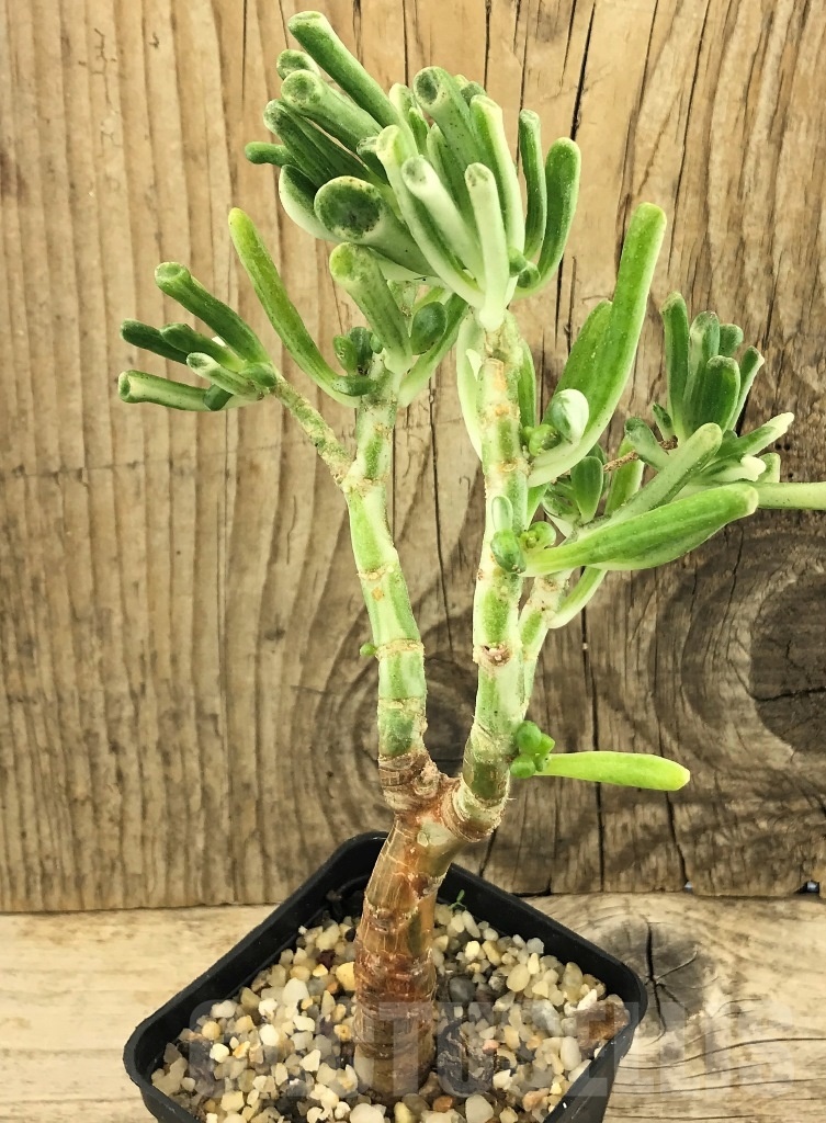 SHPR10431 Crassula Hobbit variegata