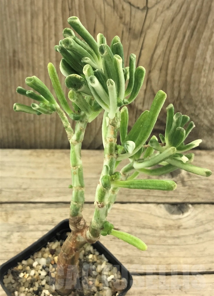 SHPR10431 Crassula Hobbit variegata - Image 2