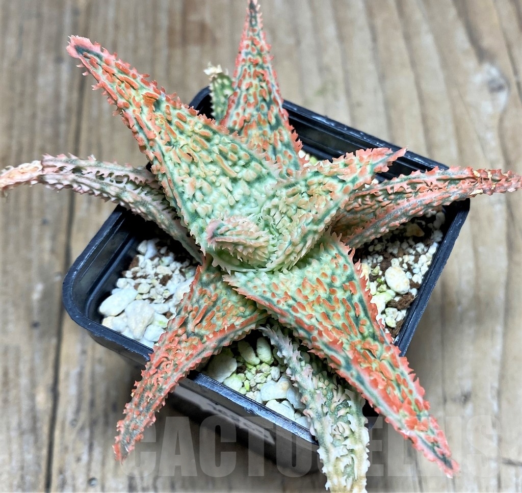 SHPR18263 Aloe TCT hybrid - immagine 2