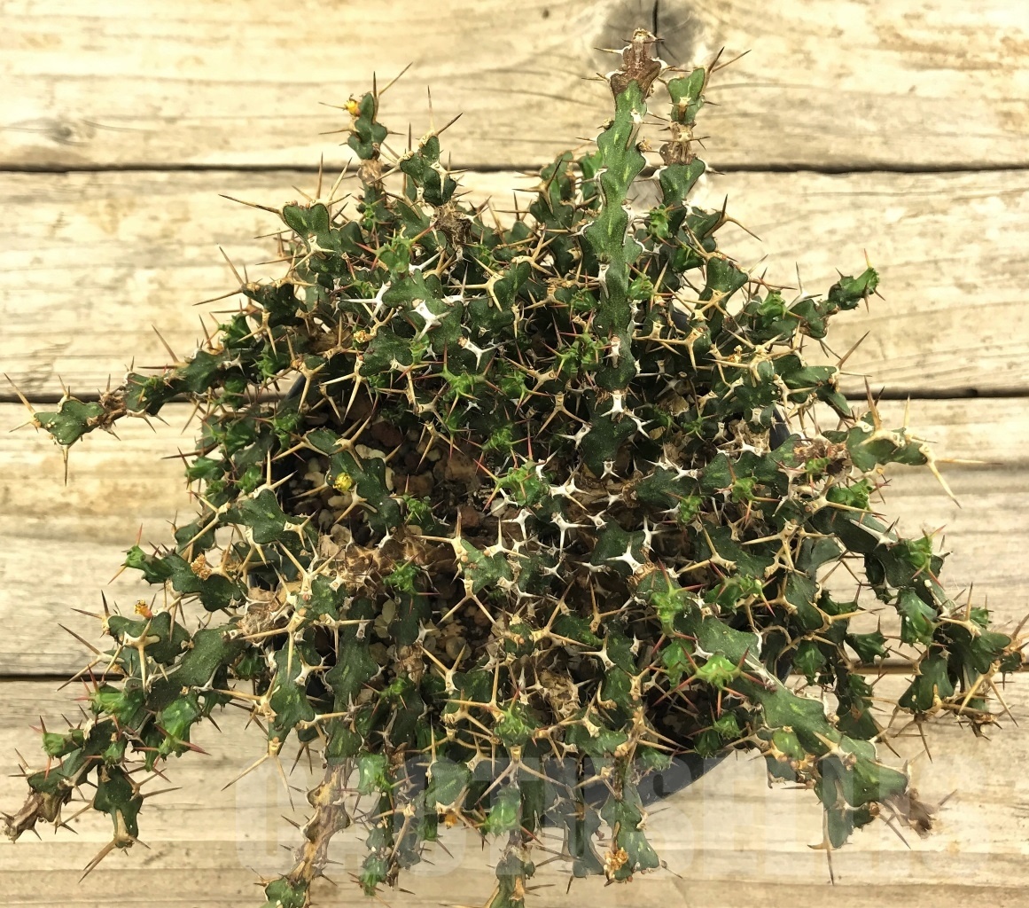 SHPR10440 Euphorbia lenewtonii