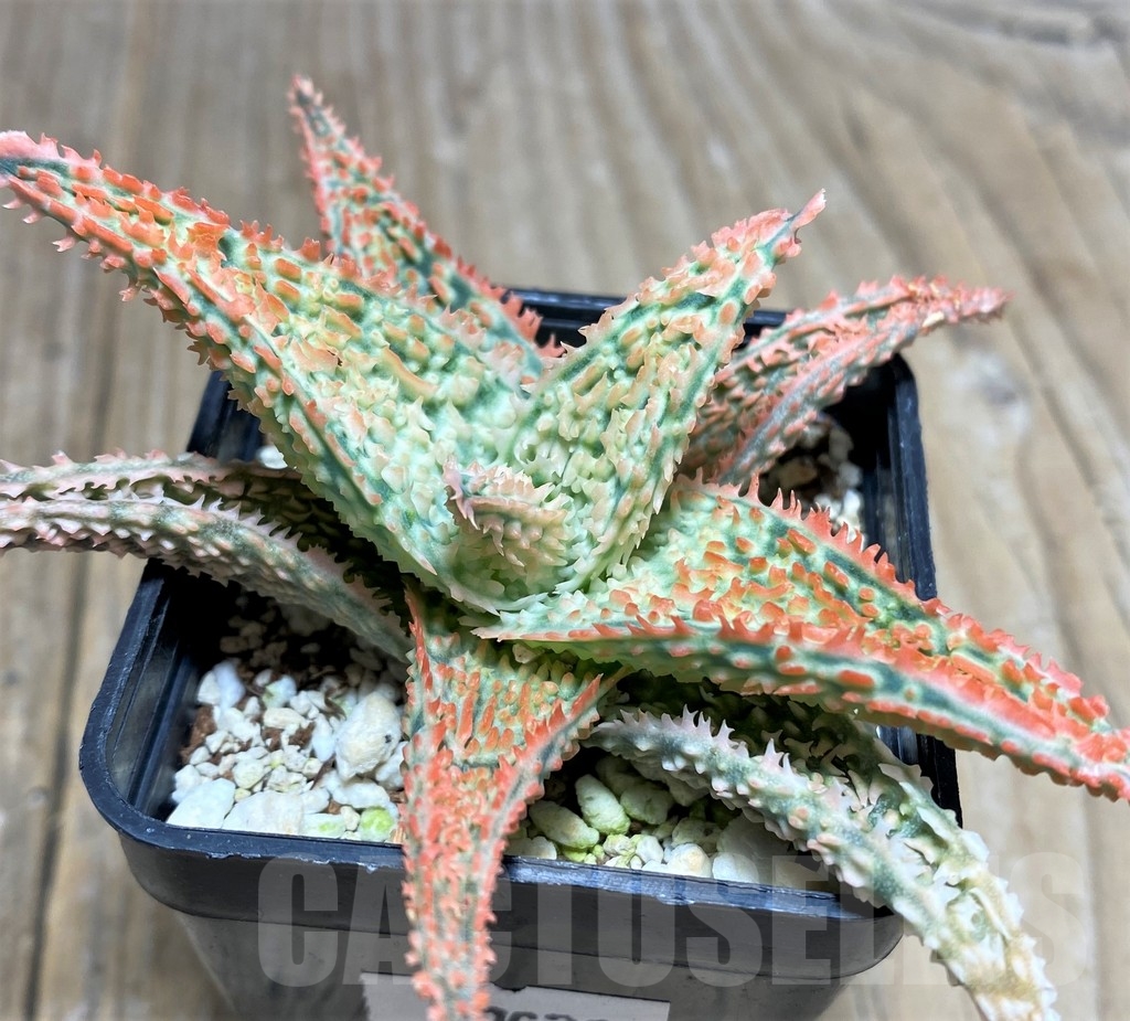 SHPR18263 Aloe TCT hybrid