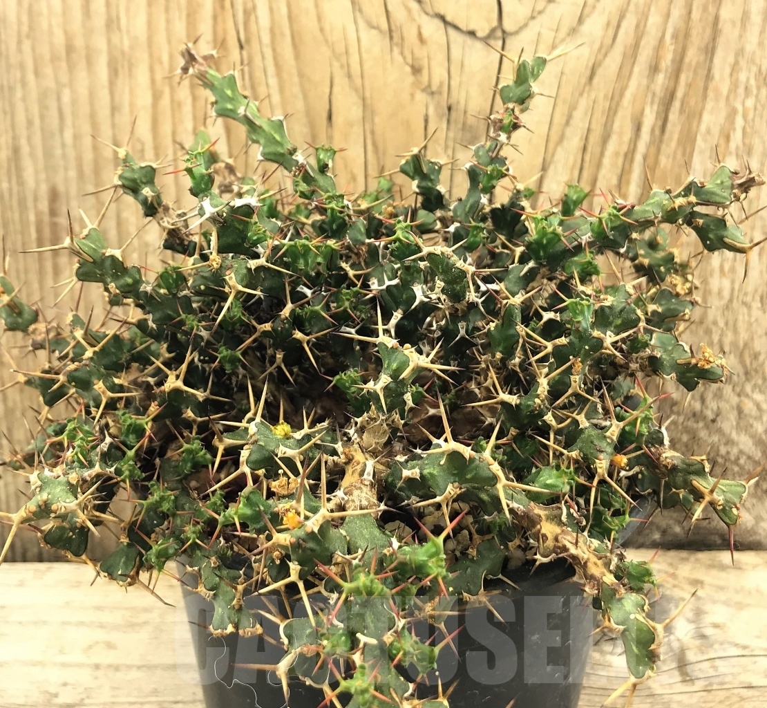 SHPR10440 Euphorbia lenewtonii - Image 2