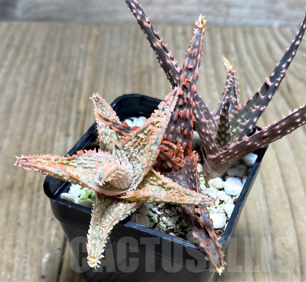 SHPR18262 Aloe hybrid, 3 plants