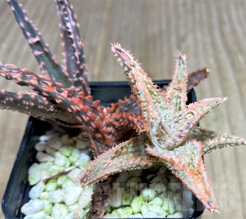 SHPR18262 Aloe hybrid, 3 plants - Image 3