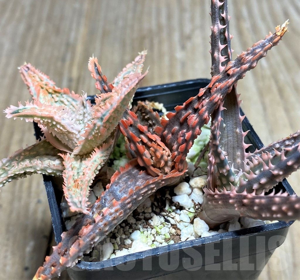 SHPR18262 Aloe hybrid, 3 plants - Image 2