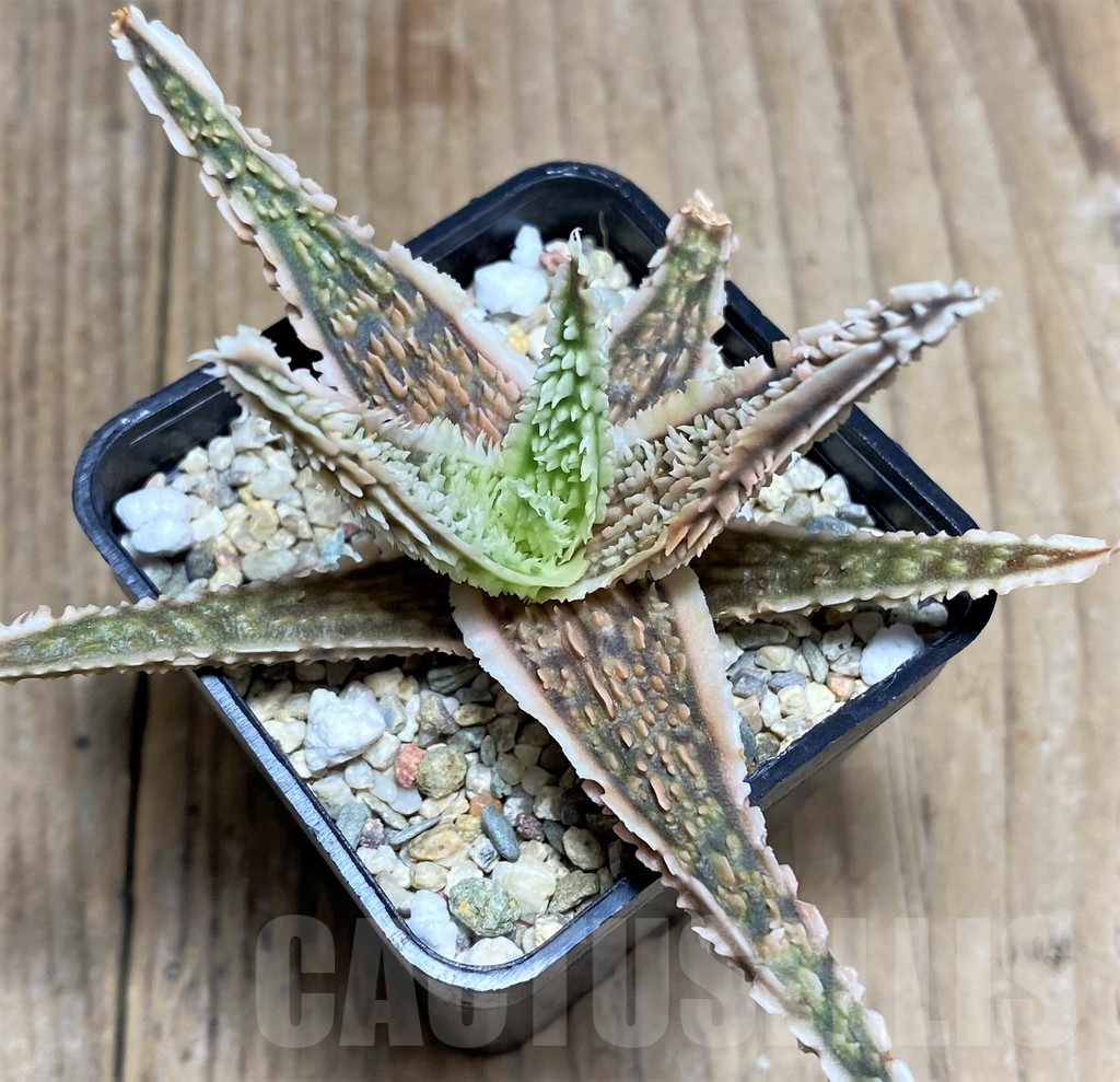 SHPR20263 Aloe TCT hybrid - Image 2