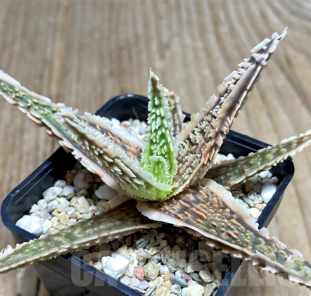 SHPR20263 Aloe TCT hybrid