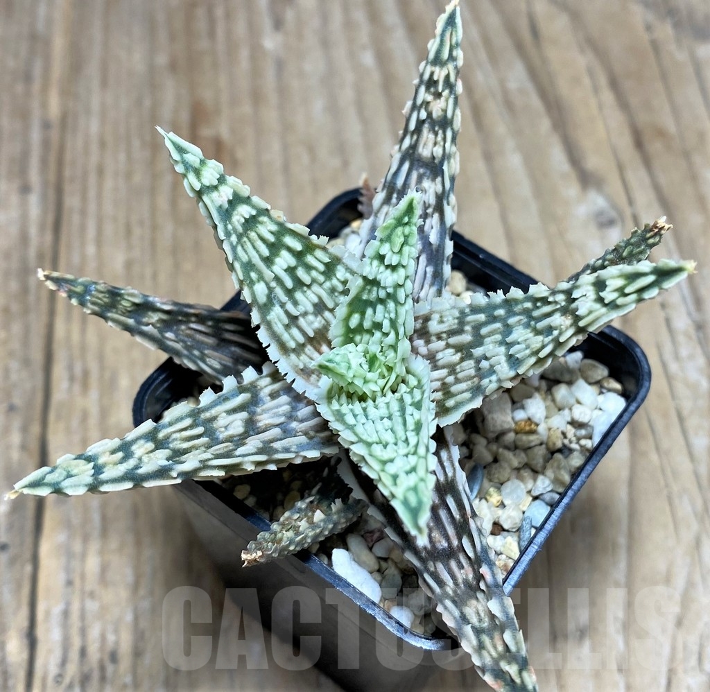 SHPR18855 Aloe TCT hybrid - Image 2