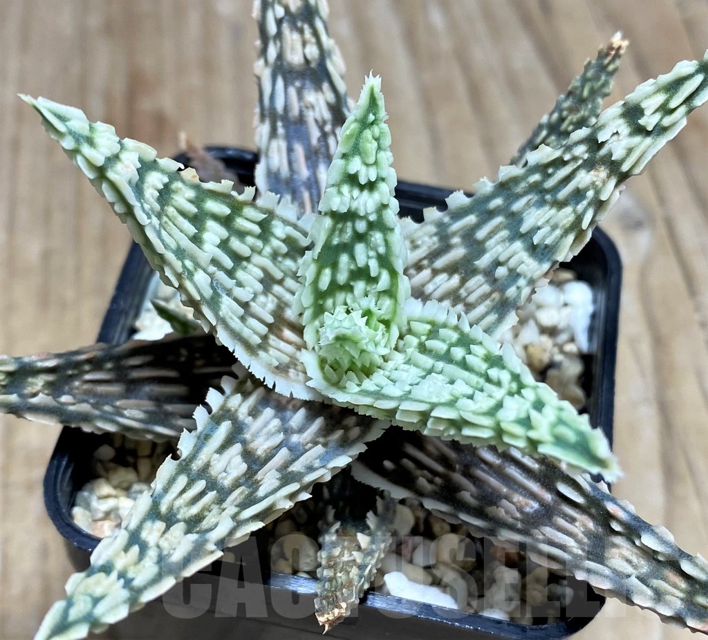 SHPR18855 Aloe TCT hybrid