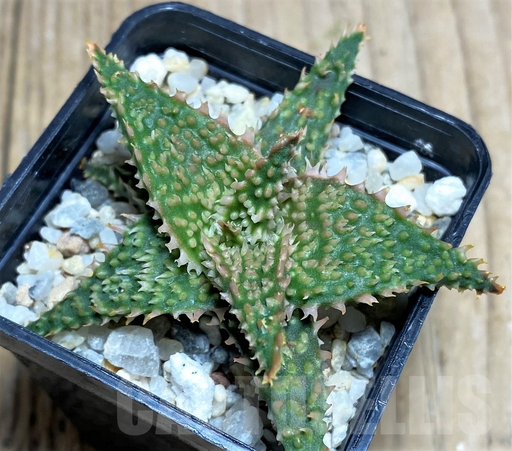 SHPR17786 Aloe hybrid - Image 2