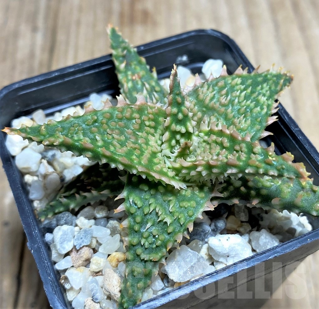 SHPR17786 Aloe hybrid