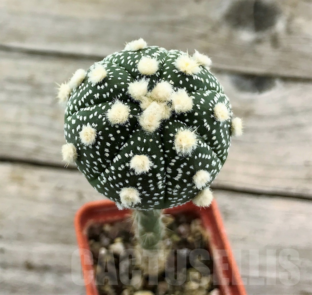 その他 OZWRT Spirit of Astrophytum Astrophytum hybrid AS-SEN(AU)