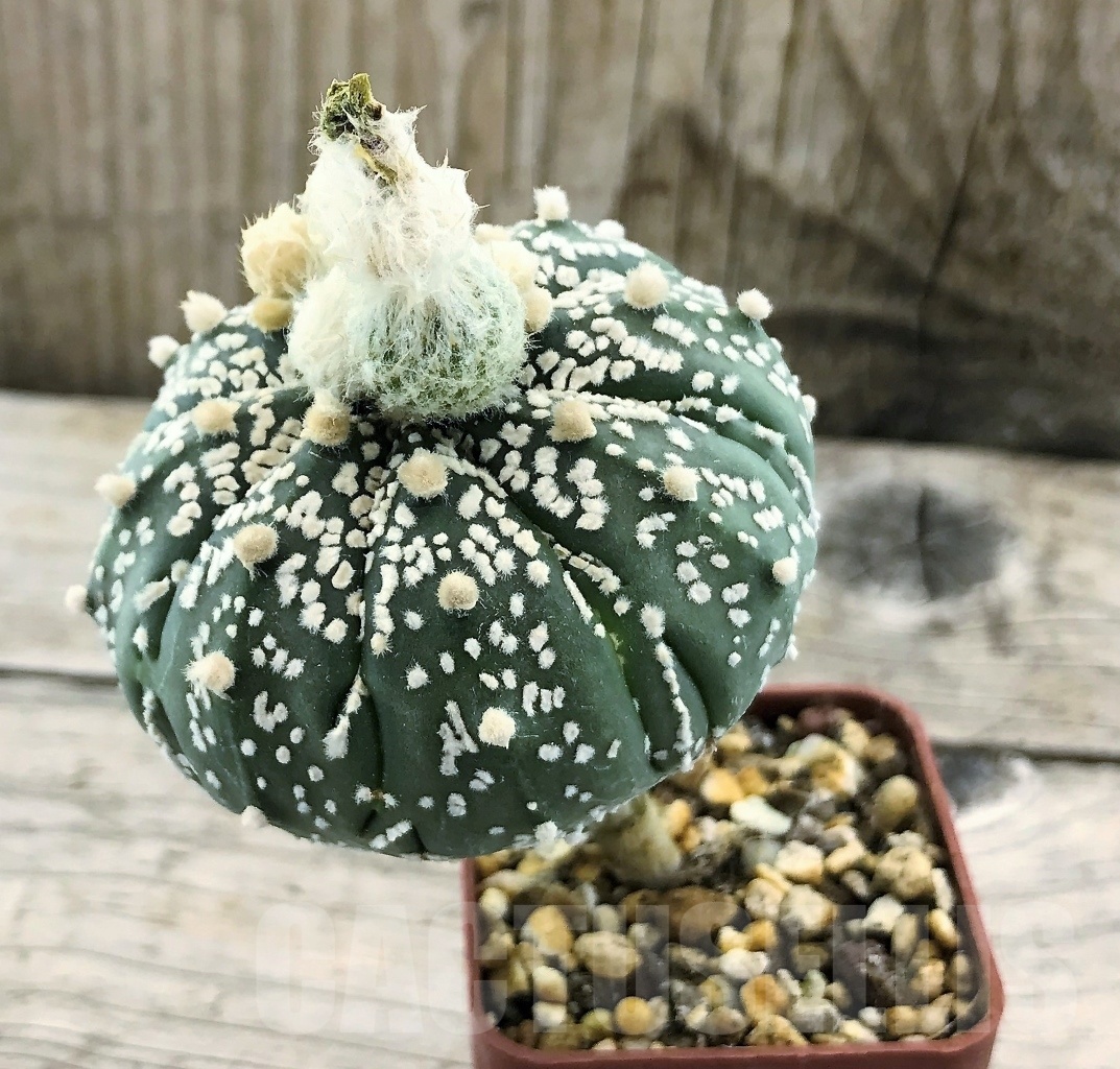 SHPR10445 Astrophytum asterias 'Super Kabuto' hybrid, grafted - Image 2
