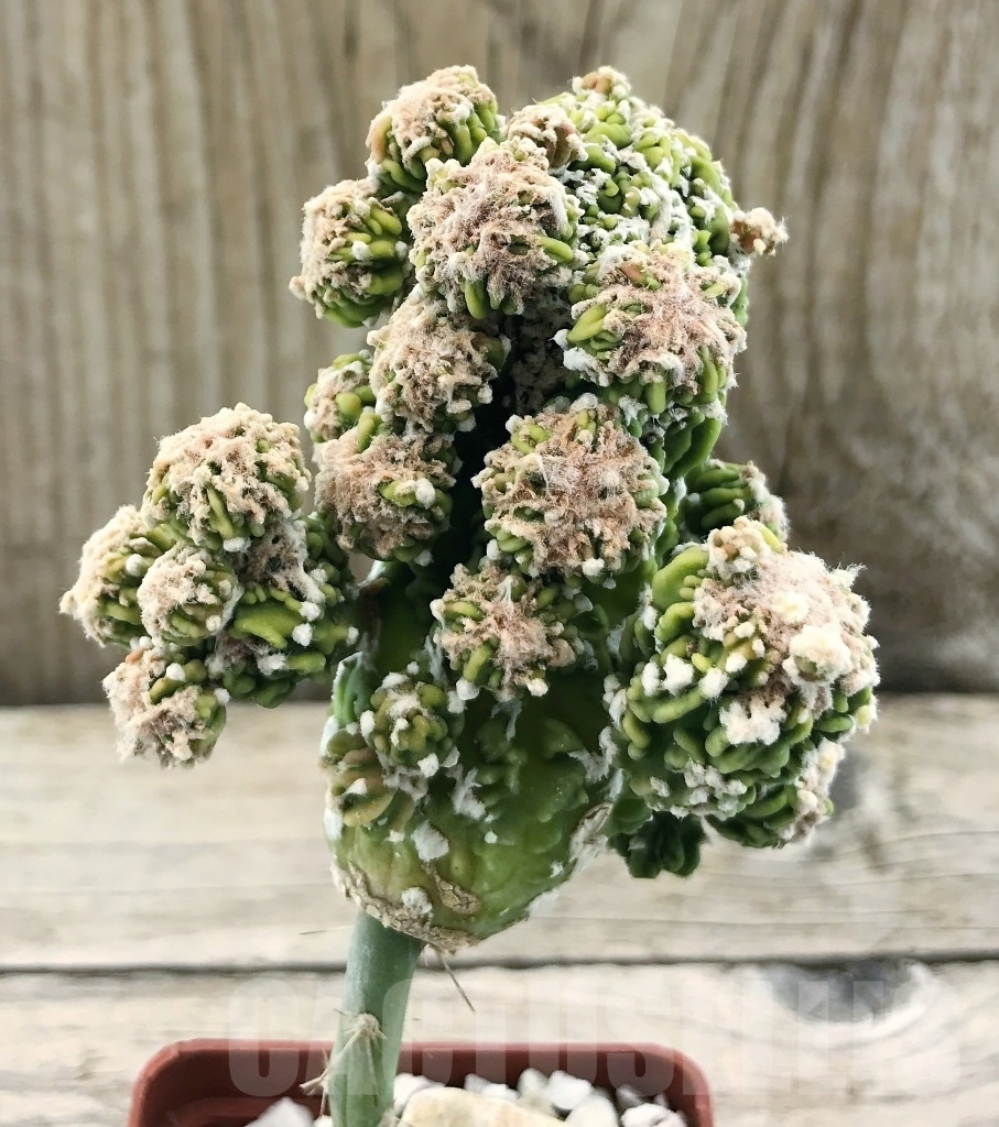 SHPR10447 Astrophytum myriostigma 'Fukuryu' monstruosa, grafted