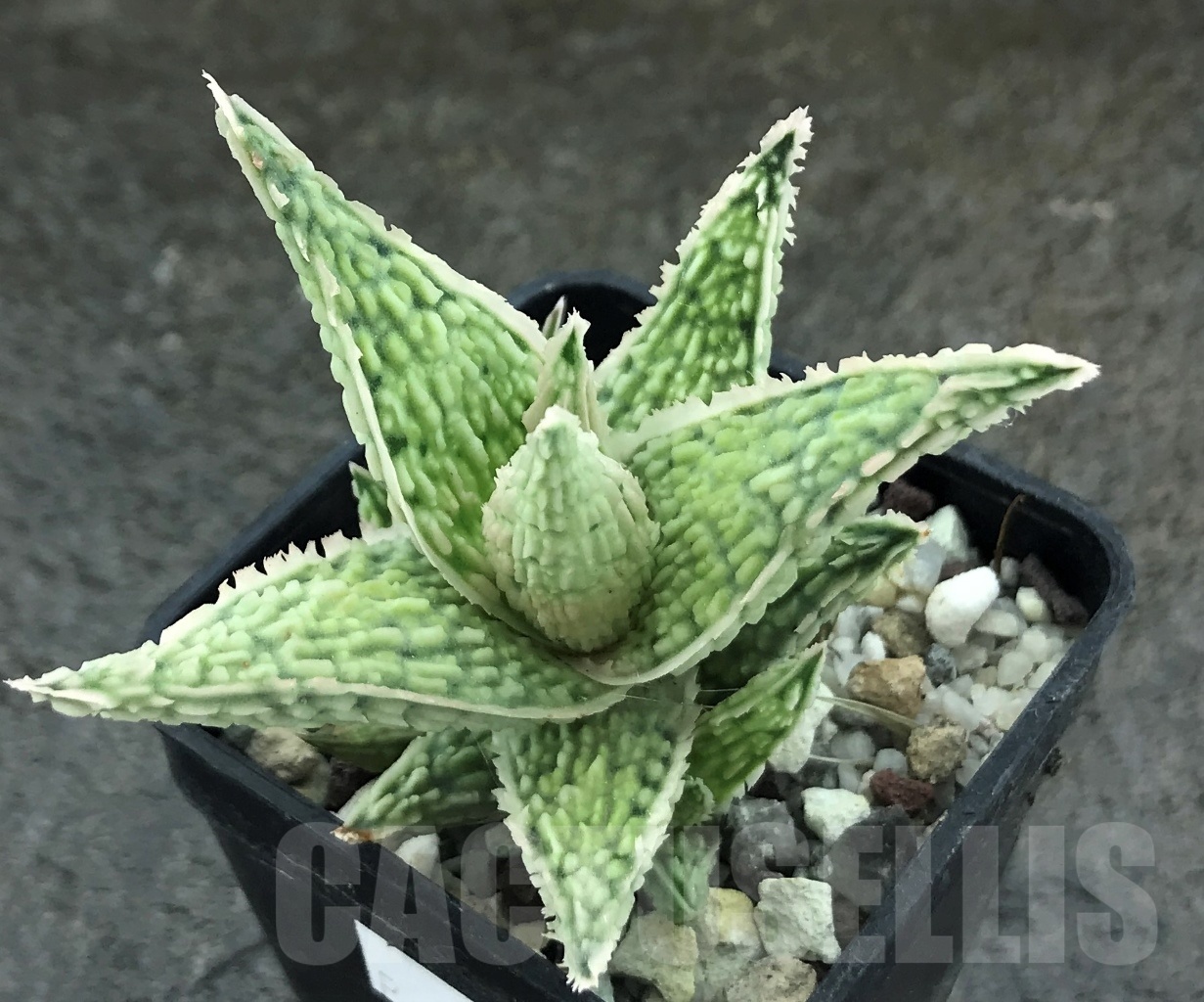 SHPR10449 Aloe hybrid