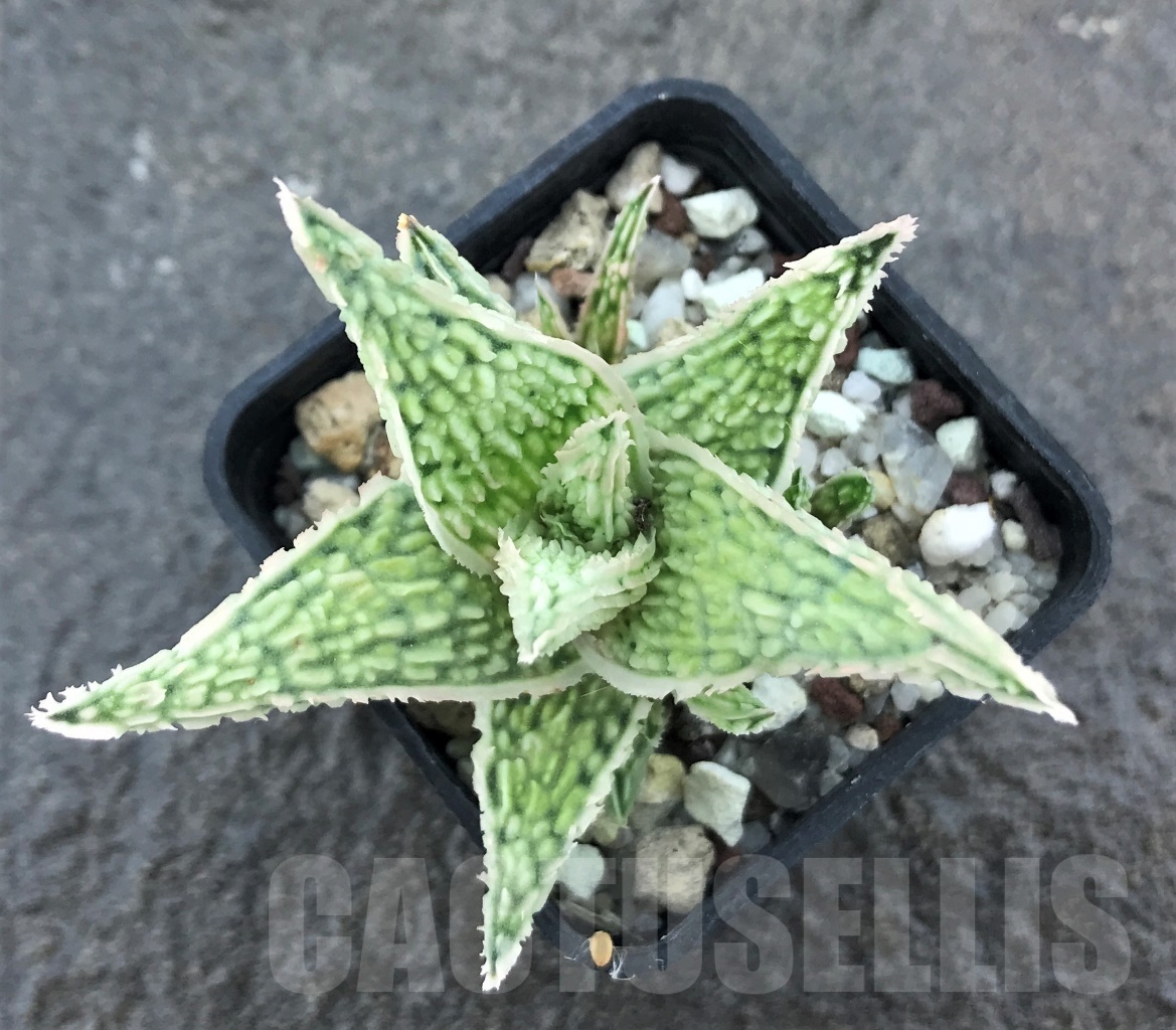 SHPR10449 Aloe hybrid - immagine 2