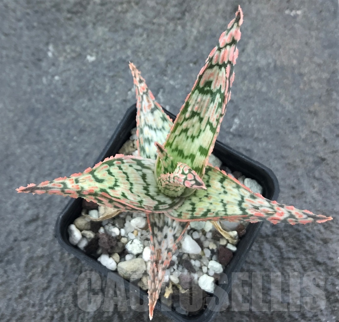 SHPR10451 Aloe 'Franco' x 'Vito'