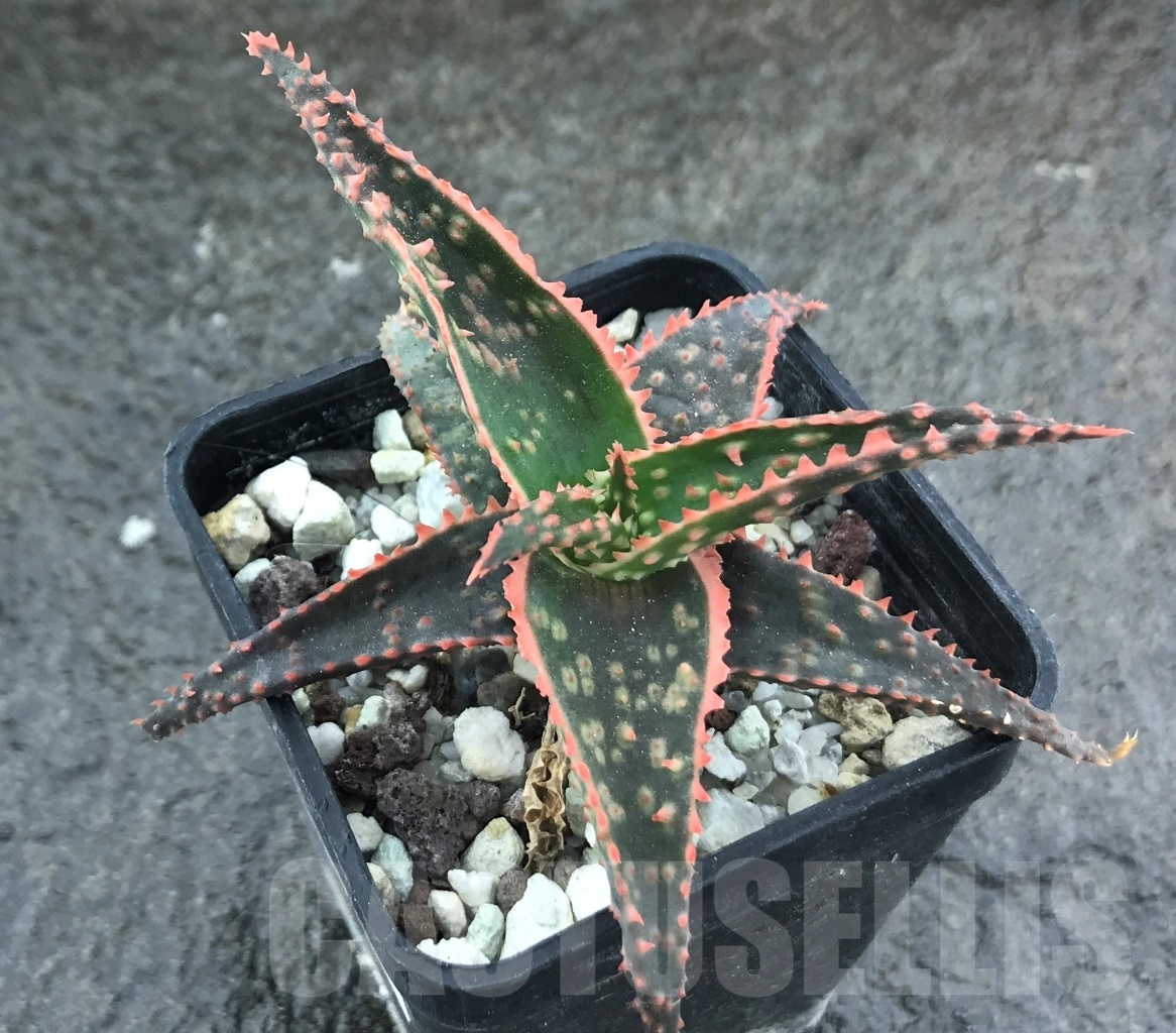 SHPR10453 Aloe 'Christmas Carol'