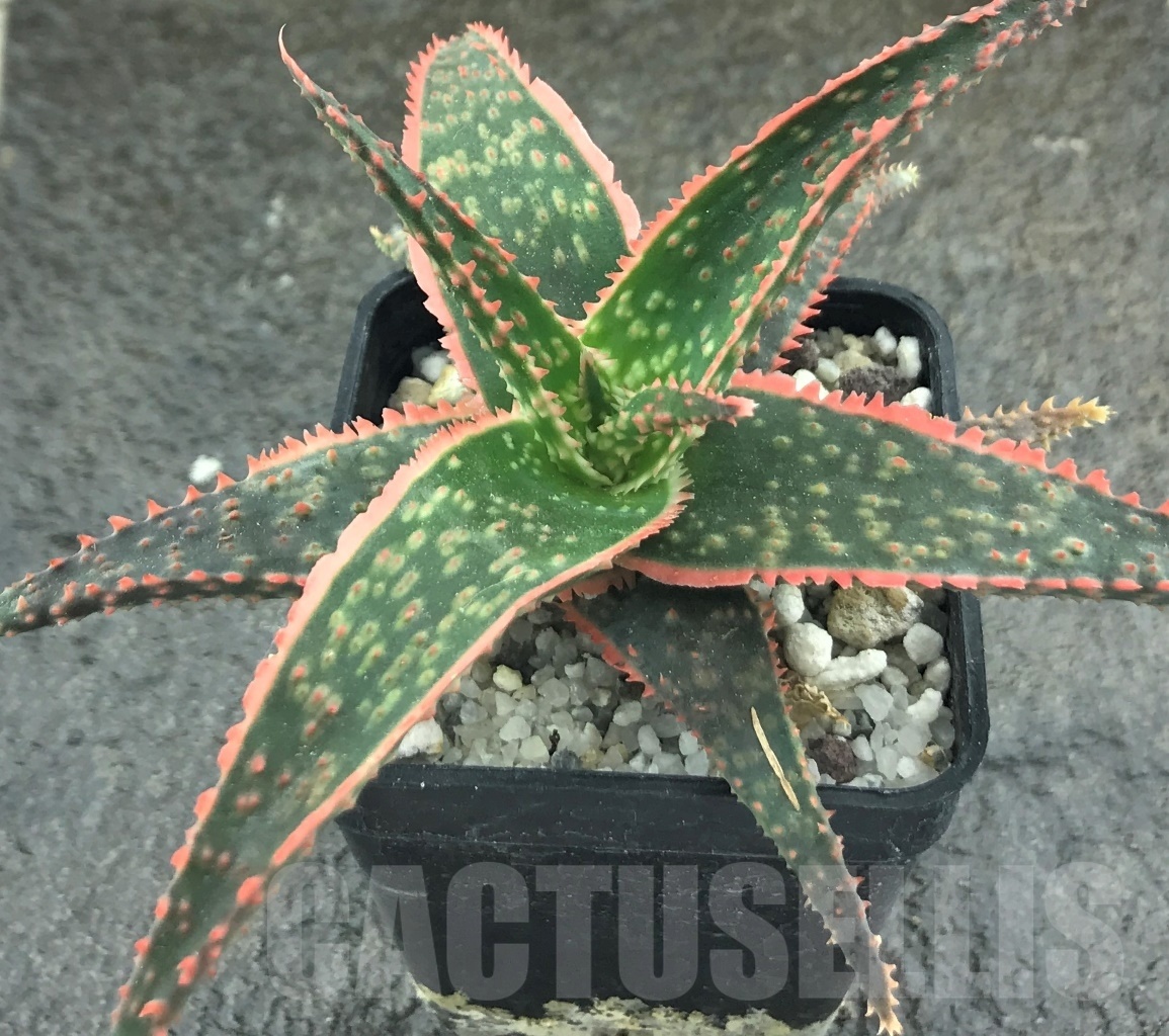 SHPR10456 Aloe hybrid