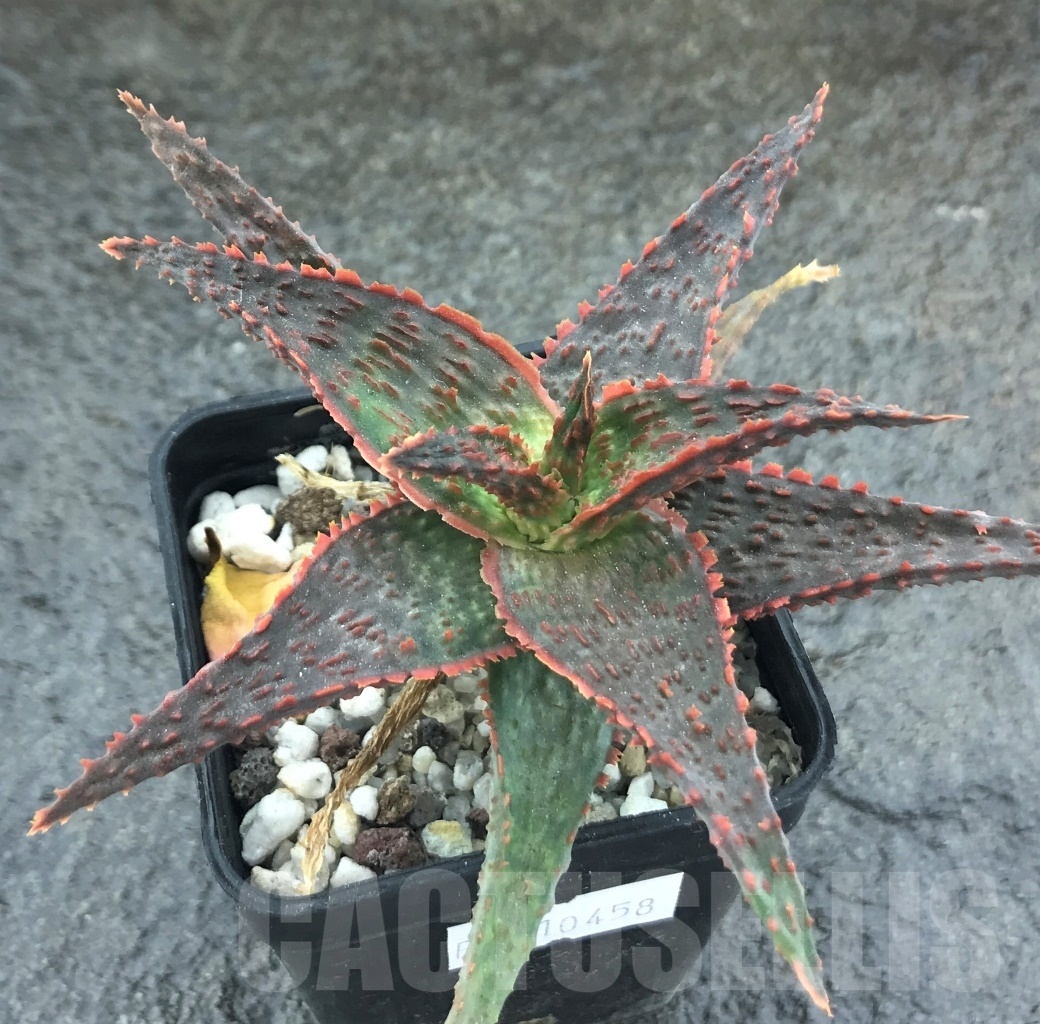 SHPR10458 Aloe hybrid