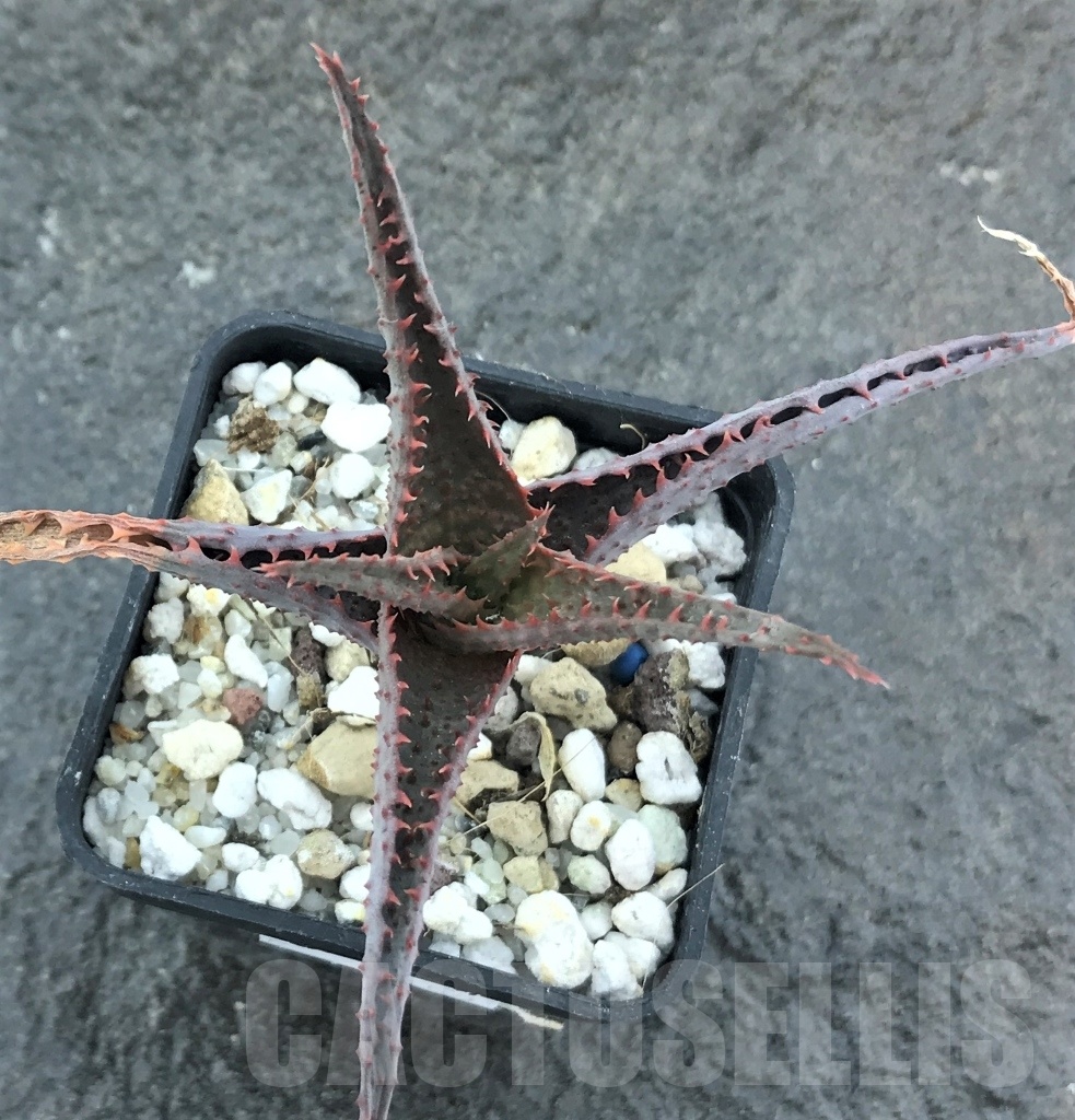 SHPR10459 Aloe hybrid - Image 2