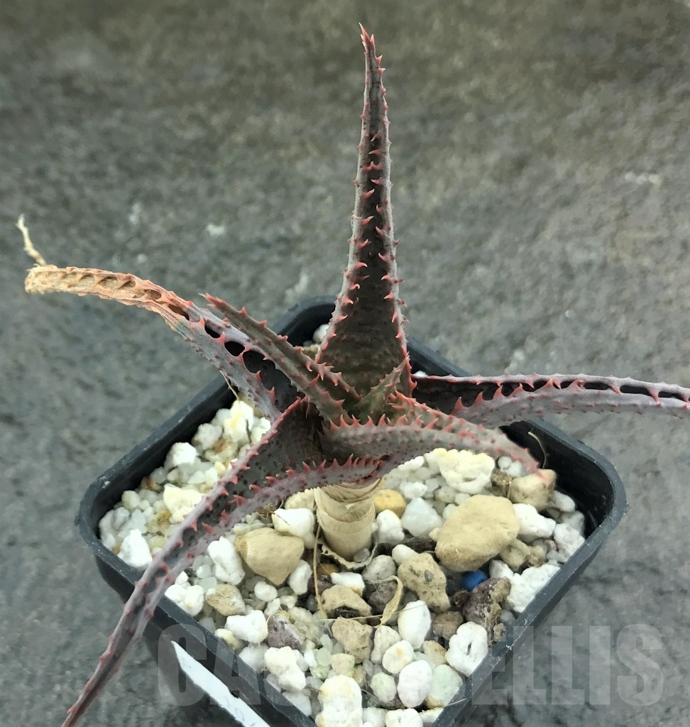 SHPR10459 Aloe hybrid