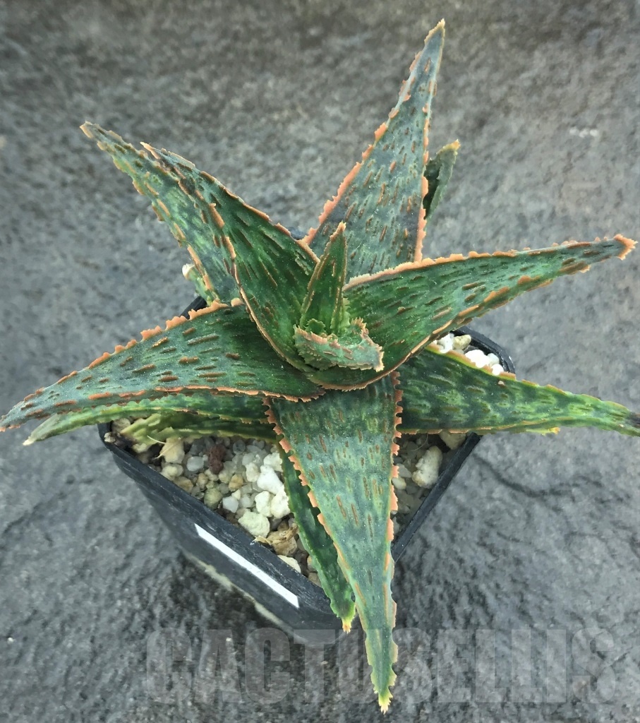 SHPR10460 Aloe hybrid