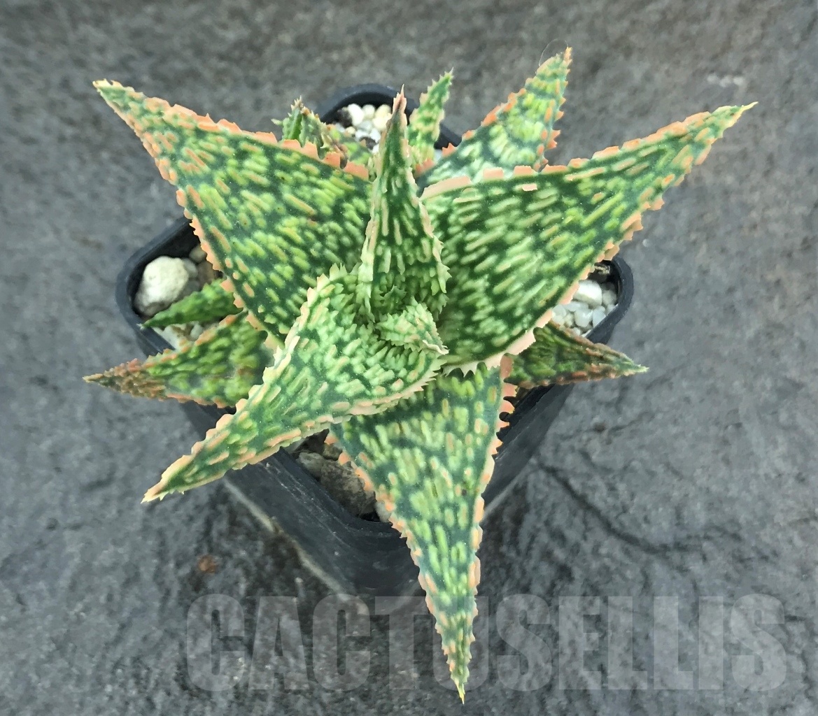 SHPR10461 Aloe hybrid