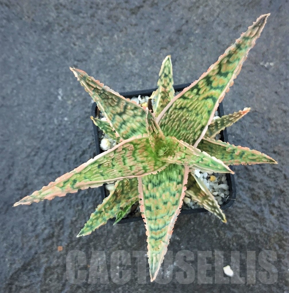 SHPR10463 Aloe hybrid