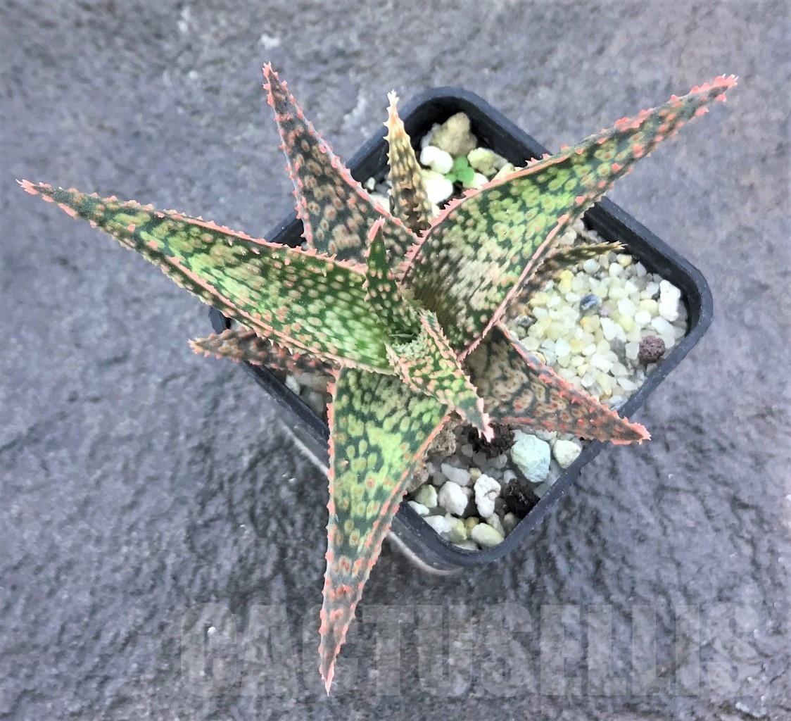 SHPR10470 Aloe hybrid